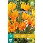 Tulipa praestans Shogun (10 pièces)