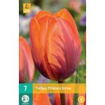 Tulipa Prinses Irene