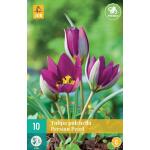 Tulipa pulch. Persian Pearl - Botanische Tulpe (10 stück)