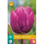 Tulipe Purple Prince - fleur unique précoce (10 pièces)