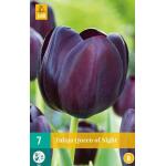 Tulipa Queen of Night (7 pièces)