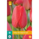 Tulipa Red Impression (10 pièces)