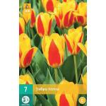 Tulipa Stresa (7 pièces)