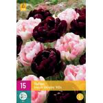 Tulipa Sweet Desire mix (15 pièces)