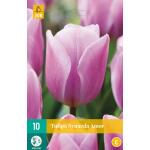 Tulipa Synaeda Amor (10 pièces)