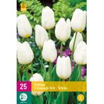 Tulipa Triumph White (20 pièces)