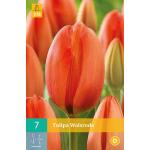 Tulipa Walsrode