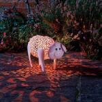 Schwein Delilah Solar