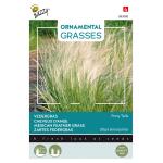 Buzzy Seeds cheveux d'ange Pony Tails - Stipa tenuissima