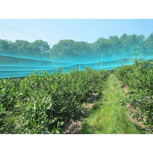 Filet pour arbre fruitier - Mailles 4 x 8 mm - 40 g/m²