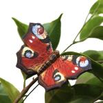 Papillon paon-du-jour aimanté