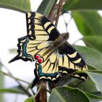 Schmetterlingsmagnet Schwalbenschwanz