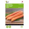Möhre Lange rote Stumpfe ohne Herz 2 - Daucus carota