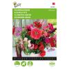 Sommerblumen Rosa und Rot Mischung - Summerflowers, mixture of rose and red shades