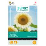 Buzzy Seeds tournesol White Sun F1